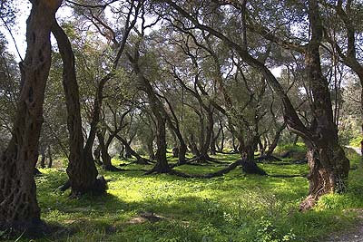 olive groves in the Ionian