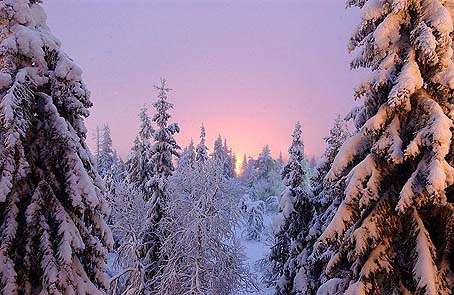 Forest wilderness locations make a truly magical and memorable visit to Lapland