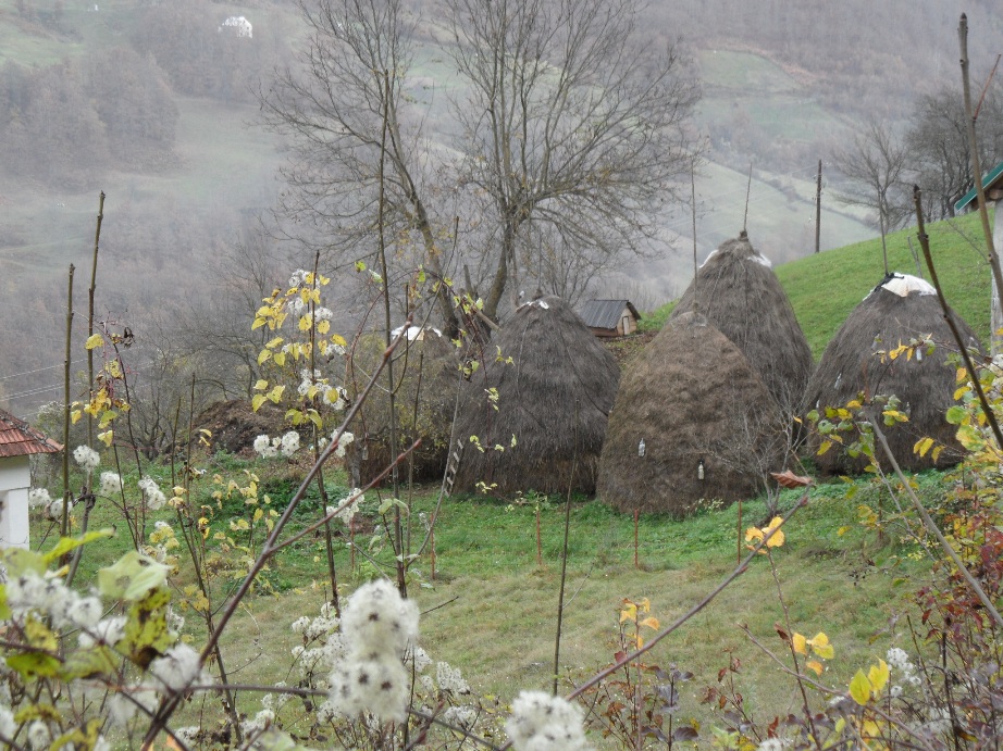 Traditional agricultural scene near Kolasin