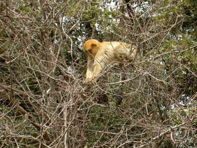 Barbary Apes in Cedar Forest near Azrou