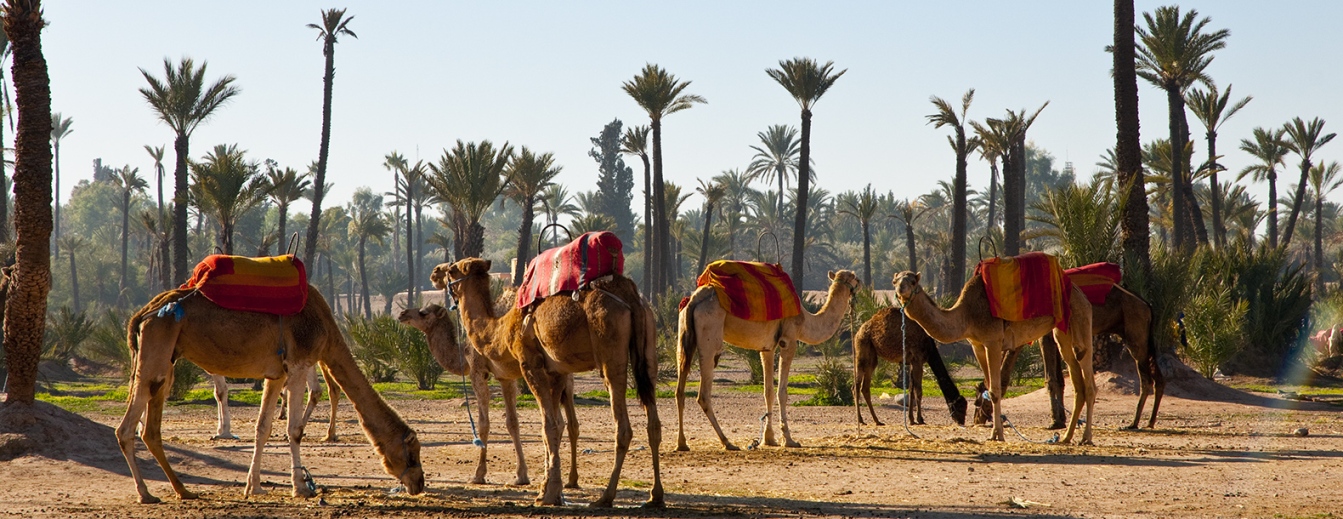 Camels in the Palmeraie of Marrakech