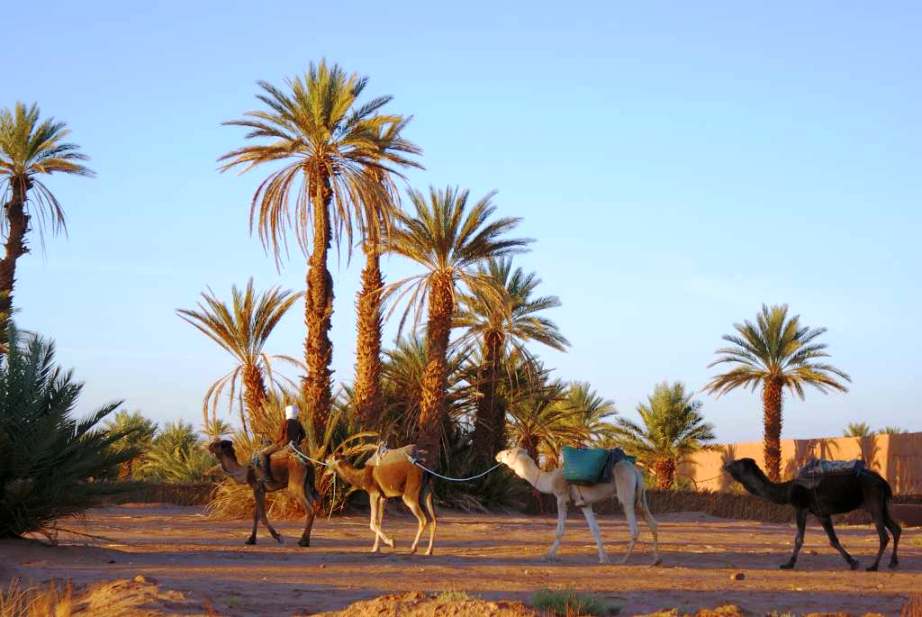 Camels at Tellougui Oasis