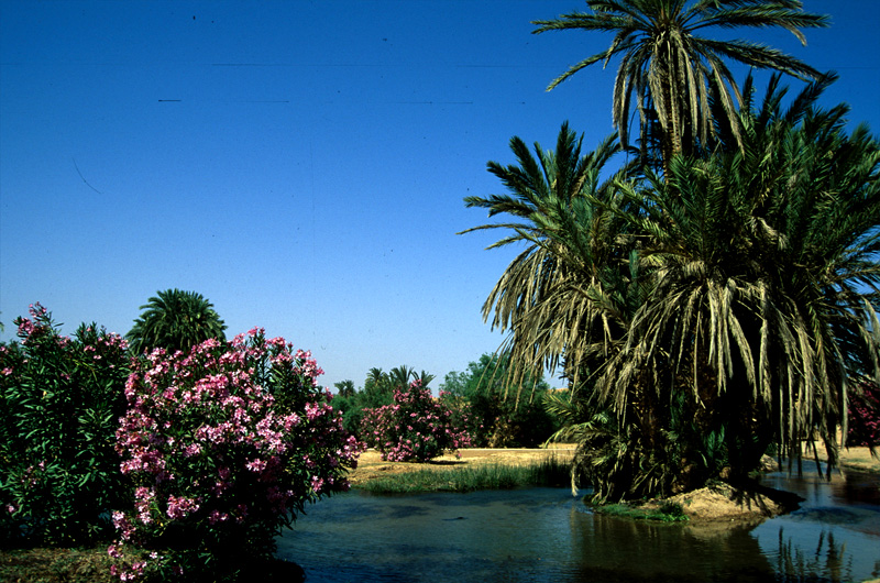 Oasis along Draa Valley