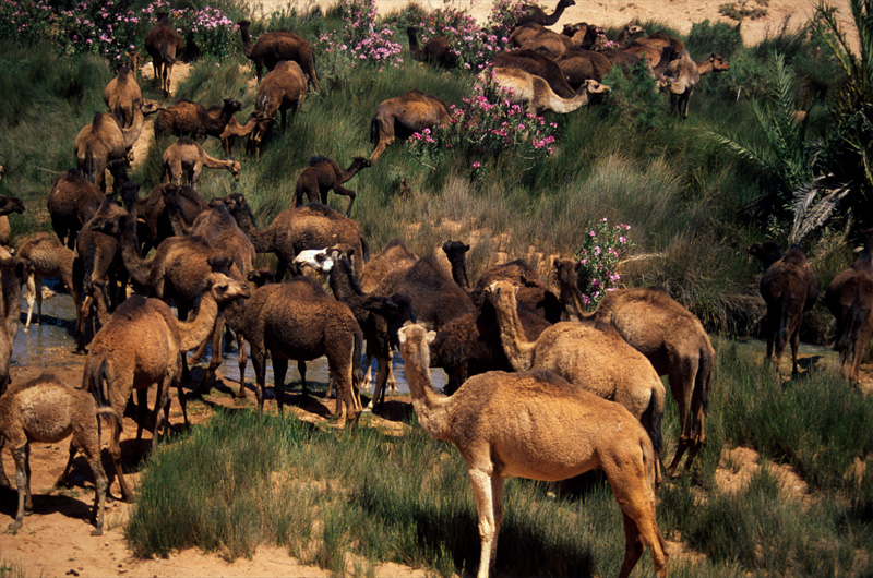 Camels at oasis near Zagora