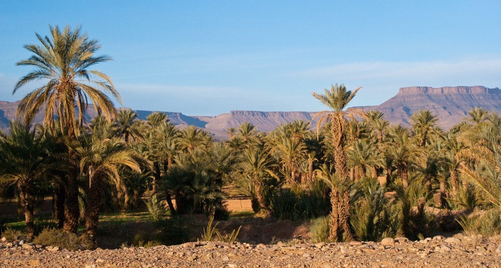 Palmeraies in southern Morocco
