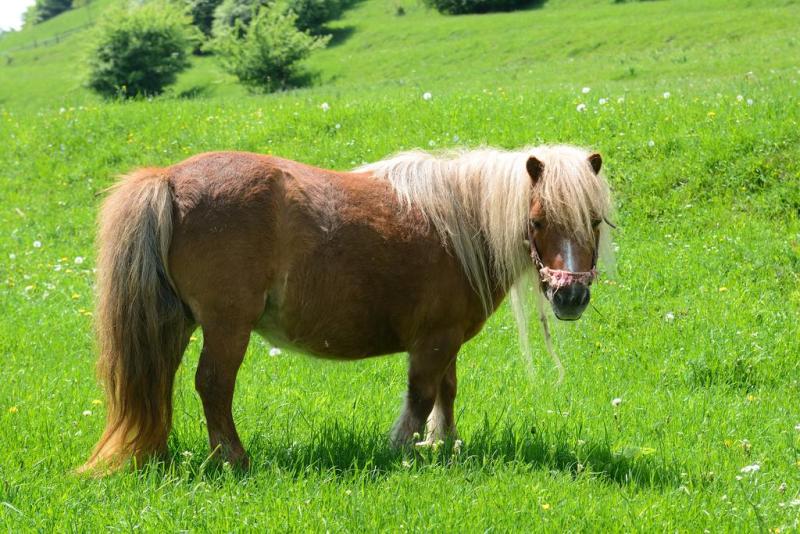 Pony in field behind guest house in Zarnesti